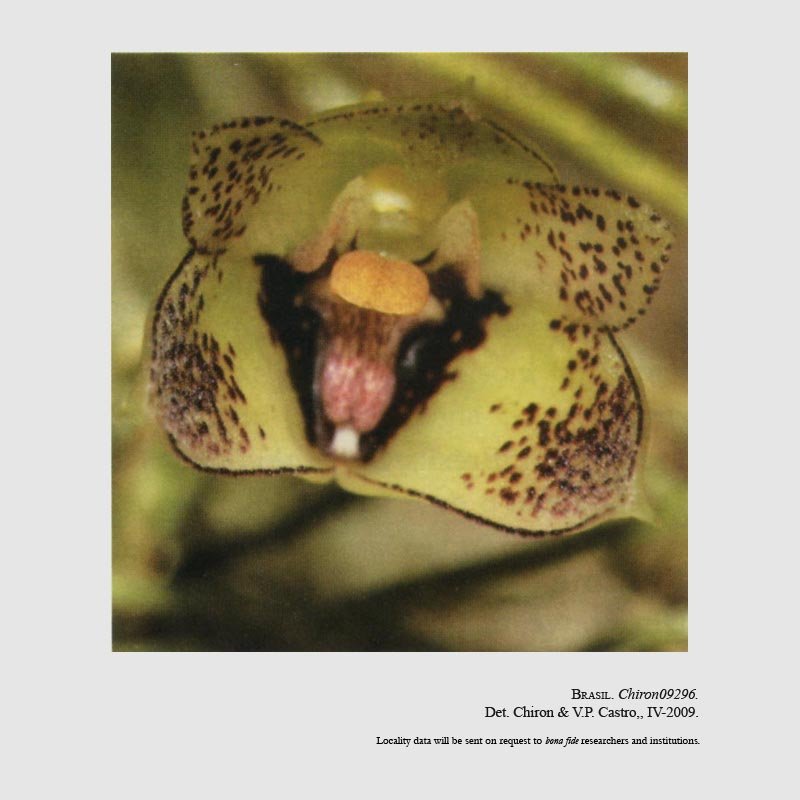 Bulbophyllum uhl-gabrielianum